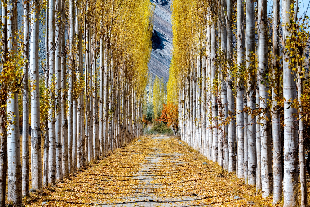 Autumn in Skardu